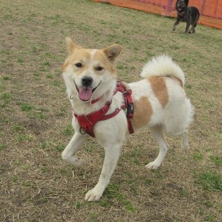 シャイだけど、子犬のように無邪気な母犬