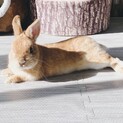 ネザーランドドワーフ