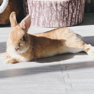 ネザーランドドワーフ