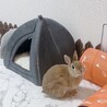 ネザーランドドワーフ サムネイル2