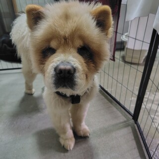 急募　チャウチャウ2歳くらい
