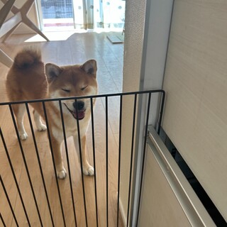 元気な柴犬の男の子（1歳）