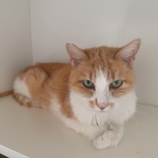 人馴れゴロすり