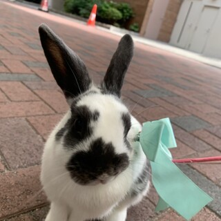 ネザーとロップイヤーのミックス