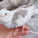 WFパールパイド　オカメインコ 5歳オス　里親募集
