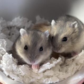 ジャンガリアン　里親募集