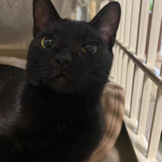 ♬元気いっぱいやんちゃな黒猫みつ豆くん