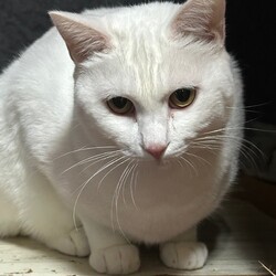 三重県桑名市3月8日(日)リトルパウエイド譲渡会 サムネイル3