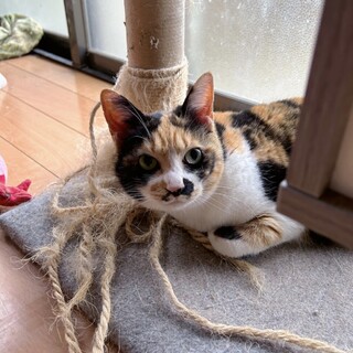 食いしん坊のたまちゃん