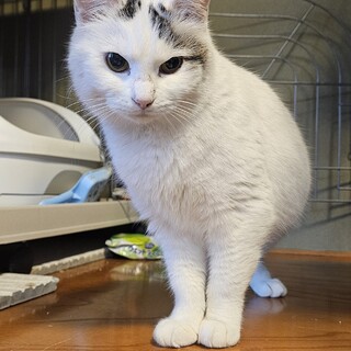 しっぽと足が短めの片目アイライン女子