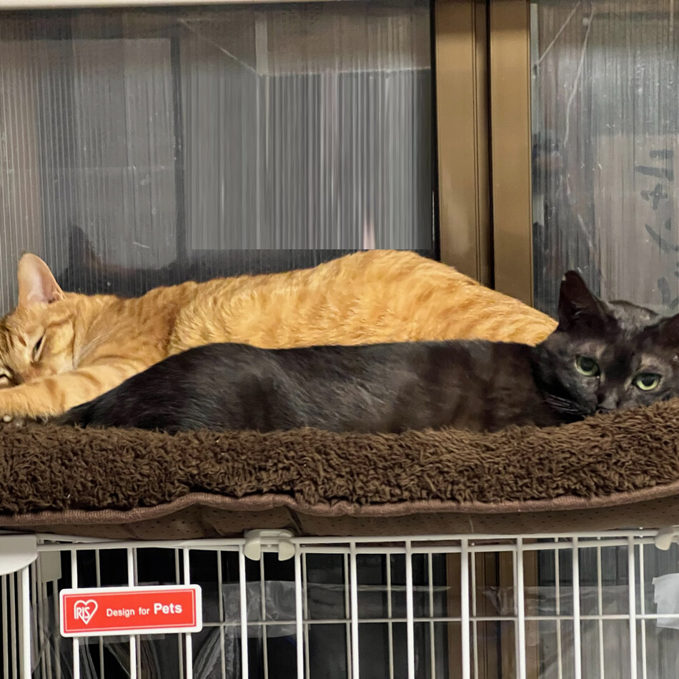 チョコのカバー写真