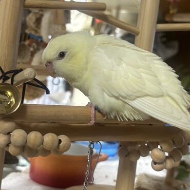 ビビデバビデブと呟くさざなみさんです