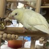 ビビデバビデブと呟くさざなみさんです