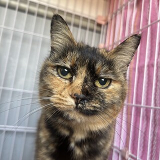 とても人馴れしてるさび猫ちゃん