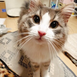 触りすぎると噛んでしまいますが基本大人しい子です。