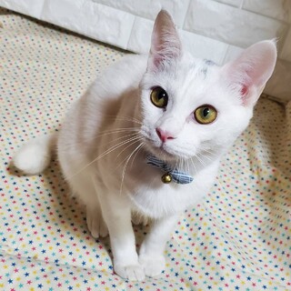 【3/29 東日本橋】細マッチョ♡タイルくん