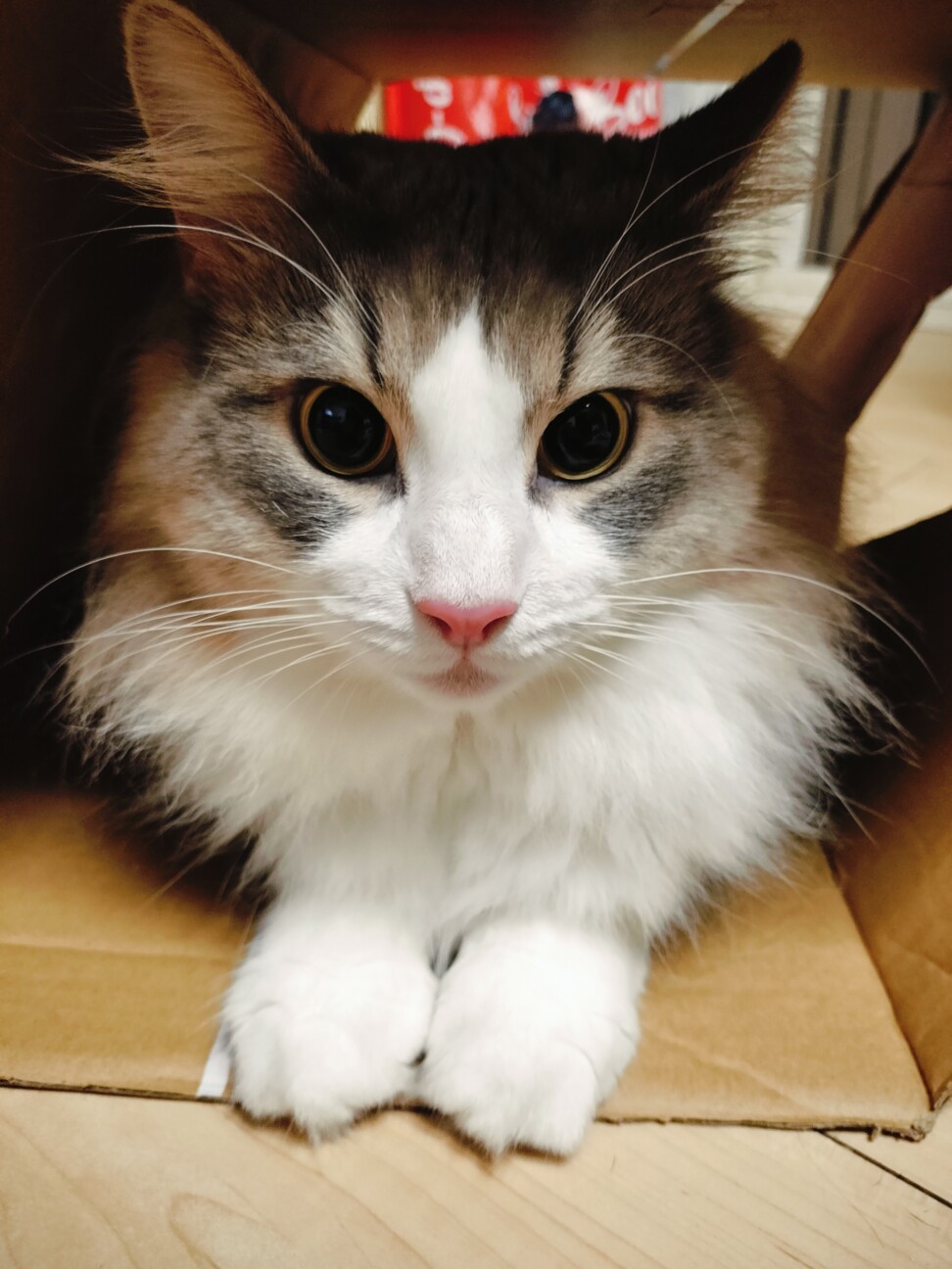 触りすぎると噛んでしまいますが基本大人しい子です。 サムネイル2