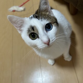 オッドアイが可愛い人懐っこいあきちゃん！