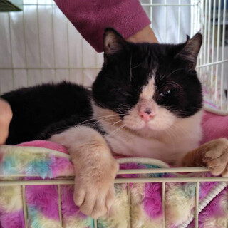 クー君♂4〜5歳、飼育崩壊レスキュー猫