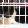 クー君♂4〜5歳、飼育崩壊レスキュー猫 サムネイル3