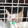 クー君♂4〜5歳、飼育崩壊レスキュー猫 サムネイル4