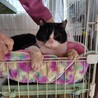クー君♂4〜5歳、飼育崩壊レスキュー猫 サムネイル5
