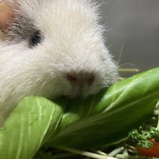 穏やかで人馴れしています！