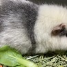 穏やかで人馴れしています！ サムネイル2