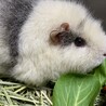 穏やかで人馴れしています！ サムネイル3