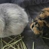 穏やかで人馴れしています！ サムネイル4