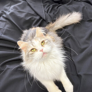 ラン♀5〜7歳、長毛三毛