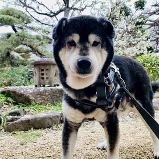 柴犬らしい我慢強さ誠実さ溢れる名前通りの男の子！