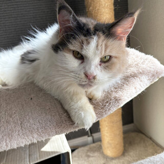 スー♀5〜7歳、大きな長毛猫