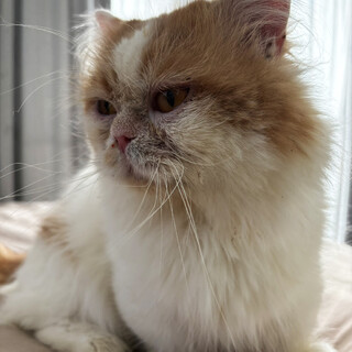 ユキヒロさん♂4歳、茶白長毛