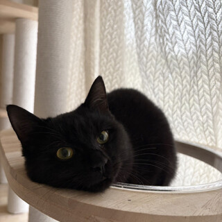 よらん♀7ヶ月可愛い黒猫