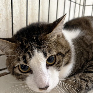 らんだ♂約2歳、おっとり男子