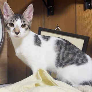 陸・りく♂6ヶ月半、兄弟の慎重派