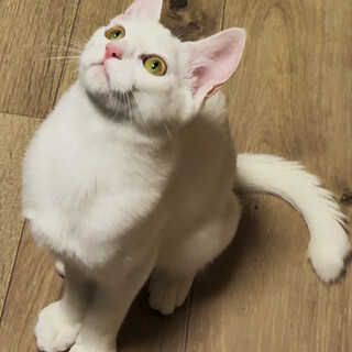 空・くう♂6ヶ月半、兄弟アクティブ派