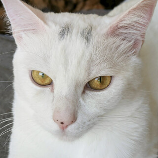 はく♂１歳、美形白猫兄妹
