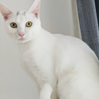 むく♀１歳、美形白猫兄妹