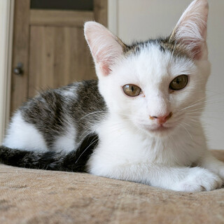 アニキ♂7ヵ月、遊ぶの大好き男子