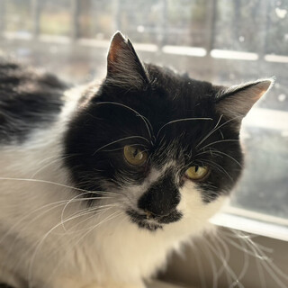 ガチャピン♂5〜7歳、わけあり白黒猫