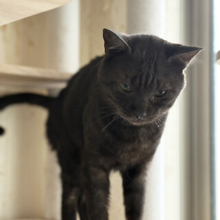 きやり♂5〜7歳、公園に遺棄されていた猫