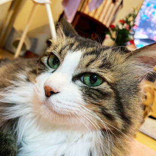 むー♀約7歳、美人なお姫さま