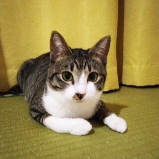 皐月1歳♀、福岡から来た可愛い猫