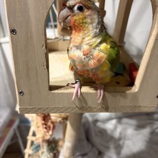パイナップルウロコインコ