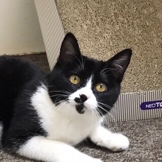 3/8高田馬場★てんかすちゃん★穏やか甘々女子