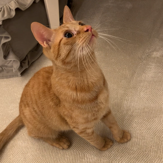 人が大好き！元気いっぱいの甘えん坊くん里親様募集