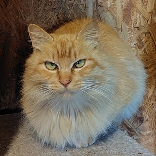 抱っこが大好き　チャサリン