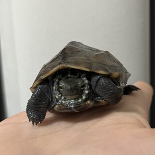 まだまだ小さいクサガメです